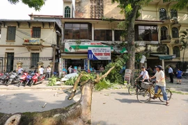 Vụ tai nạn đã khiến phố Phan Huy Chú bị ngăn cách vì thân cây chắn ngang đường. (Ảnh: Minh Sơn/Vietnam+)
