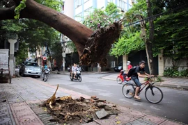 Sáng 5/6, do giông lốc lớn, một cây phượng đã bị bật rễ và ngả hẳn vào trường cấp 3 Phạm Hồng Thái trên đường Nguyễn Văn Ngọc, Ba Đình, Hà Nội (Ảnh: Minh Sơn/Vietnam+)