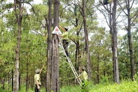 Ban Chỉ đạo Tây Nguyên kiểm tra công tác quản lý rừng tại Gia Lai