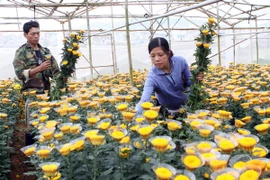 Hoa cúc Đà Lạt hút khách, được giá trong dịp lễ Vu Lan