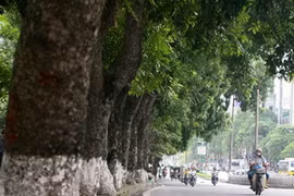 Hà Nội hạn chế tối đa chặt hạ cây cổ thụ nơi tuyến đường sắt đi qua