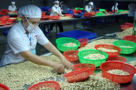 Xây dựng vùng sản xuất nguyên liệu hạt điều sạch ở Đồng Nai