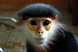 Phát hành bộ tem đặc biệt về các loài thú linh trưởng Việt Nam