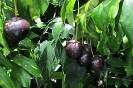 Ba trẻ nhỏ ở Cao Bằng tử vong là do ăn quả cây Hồng Trâu