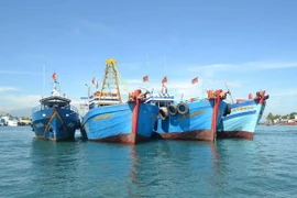 Xử phạt 8 tàu giã cào tàn phá môi trường ven bờ biển Quảng Nam