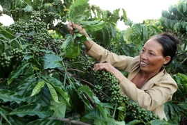 Vườn càphê. (Ảnh: Trần Việt/TTXVN)