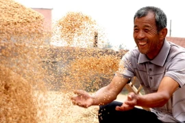 Niềm vui của nông dân được mùa lúa mỳ tại làng Changguo, tỉnh Hà Bắc, Trung Quốc. (Nguồn: THX/TTXVN)