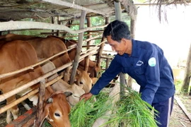 (Ảnh minh họa: Phạm Minh Tuấn/TTXVN)