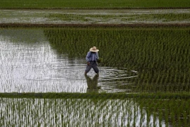 Cánh đồng lúa tại Satsumasendai, quận Kagoshima, Nhật Bản ngày 8/7. (Nguôn: Reuters/TTXVN)