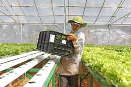 (Ảnh minh họa: Nguyễn Dũng/TTXVN)