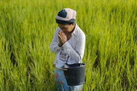 Cánh đồng lúa ở Khon Kaen, Thái Lan ngày 14/9. (Nguồn: Reuter/TTXVN)