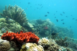 Ảnh minh họa. (Nguồn: AFP/TTXVN)