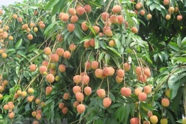 Vải thiều Bắc Giang được bảo hộ nhãn hiệu tại 8 quốc gia. (Nguồn: TTXVN)