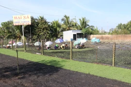 Trồng cỏ nhung ở xã Tân Khánh Đông, thành phố Sa Đéc. (Ảnh: Nguyễn Văn Trí/TTXVN)