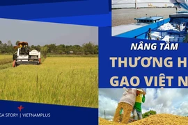 [Mega Story] Nâng tầm thương hiệu gạo Việt Nam trên thế giới