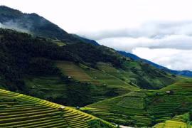 Mùa lúa chín là thời điểm Mù Cang Chải rất được du khách ưa chuộng. (Ảnh: Xuân Mai/Vietnam+) 