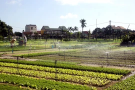 Người dân làng trồng rau truyền thống Trà Quế chăm sóc rau để xuất bán phục vụ dịp tết Nguyên đán. (Ảnh: Phước Tuệ/TTXVN)