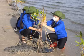 Lực lượng đoàn viên, thanh niên xã Cam Thành Bắc, huyện Cam Lâm, tỉnh Khánh Hòa hưởng ứng trồng cây đước ở rừng ngập mặn ven đầm Thủy Triều. (Ảnh: Phan Sáu/TTXVN) 