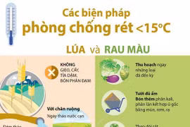[Infographics] Biện pháp phòng chống rét dưới 15 độ C cho lúa, rau màu