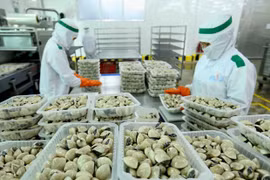 Chế biến ngao xuất khẩu sang EU, Anh, Nhật Bản, Mỹ, Hàn Quốc. (Ảnh: TTXVN)