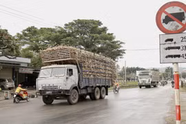 Bất chấp bảng hạn chế tải trọng phương tiện, nhiều xe chở nguyên liệu mía quá tải vẫn vô tư lưu thông. (Ảnh: Quang Thái/TTXVN)