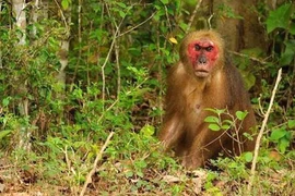 Khỉ mặt đỏ (Macaca arctoides) tại Vườn quốc gia Bến En, Thanh Hóa. (Ảnh: Nguyễn Nam/TTXVN)