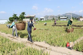 Thu mua nha đam cho bà con nông dân ngay tại chân ruộng. (Ảnh: Nguyễn Thành/TTXVN)