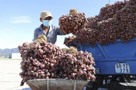 Người dân xã Thanh Hải (Ninh Hải, Ninh Thuận) vận chuyển hành tím đưa đi tiêu thụ. (Ảnh: Nguyễn Thành/TTXVN)