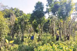 Quần thể chè Shan tuyết cổ thụ tại xóm Lùng Mằng, xã Xuân Sơn, Vườn quốc gia Xuân Sơn hiện có hàng trăm gốc cây một người ôm, có giá trị kinh tế và sức hút đối với khách tham quan. (Nguồn: Báo Phú Thọ) 