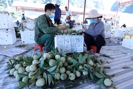 Thu mua, đóng gói na tại chợ na Chi Lăng, Lạng Sơn. (Ảnh: Anh Tuấn/TTXVN)