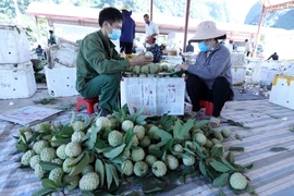 Thu mua, đóng gói na tại chợ na Chi Lăng, Lạng Sơn. (Ảnh: Anh Tuấn/TTXVN)