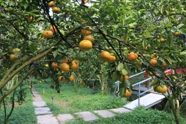 Vườn quýt hồng Hưng Phát ở xã Hòa Thành, huyện Lai Vung, tỉnh Đồng Tháp mở cửa đón khách tham quan từ ngày 10/12. (Ảnh: Nhựt An/TTXVN)