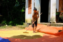 Người Đan Lai ở Cửa Rào đã thành thạo với việc gieo trồng, sản xuất nông nghiệp. (Ảnh: Bích Huệ/TTXVN)