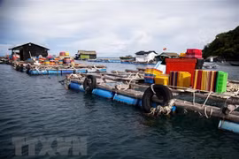 Mô hình nuôi cá lồng bè ở xã đảo Thổ Châu, thành phố Phú Quốc, tỉnh Kiên Giang. (Ảnh: Hồng Đạt/TTXVN)