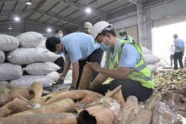 Lực lượng chức năng kiểm tra, xử lý lô hàng nghi là ngà voi và vảy tê tê. (Ảnh: TTXVN phát)
