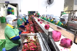 Quy trình sản xuất rất nghiêm ngặt từ khâu nhập nguyên liệu cho đến chế biến thanh long tại Công ty Cổ phần Công nghệ thực phẩm Lương Gia. (Ảnh: Nguyễn Văn Việt/TTXVN) 