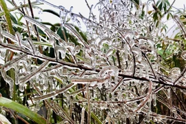 Băng tuyết phủ trắng rừng quốc gia Hoàng Liên. Ảnh minh họa. (Ảnh: TTXVN phát)