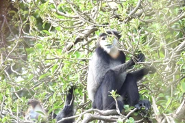 Phân bố Chà vá chân đen ghi nhận ở độ cao 180-800m. (Ảnh: TTXVN phát) 