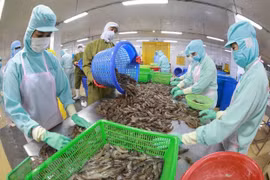 Chế biến tôm đông lạnh xuất khẩu tại nhà máy của Công ty Thủy sản Minh Phú Hậu Giang, tỉnh Hậu Giang. (Ảnh: Vũ Sinh/TTXVN) 