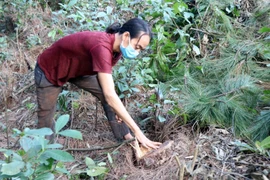 Người dân bức xúc chỉ những gốc thông nhuốm nhựa đỏ. (Ảnh: Công Tường/TTXVN)