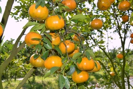 Quýt hồng Lai Vung có nhiều trái và bóng đẹp được nhiều du khách gần xa đến tham quan, chụp ảnh lưu niệm. (Ảnh: Nhựt An/TTXVN)
