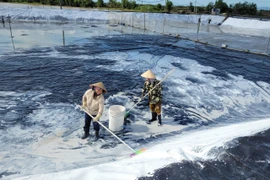 Công nhân vệ sinh ao lắng lọc tại khu nuôi công nghệ cao của Hợp tác xã nông nghiệp Quyết Thắng, thành phố Bà Rịa. (Ảnh: Hoàng Nhị/TTXVN) 