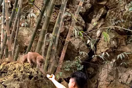 Cán bộ Hạt Kiểm lâm huyện Lạc Sơn chăm sóc, bảo vệ đàn khỉ vàng. (Ảnh: Thanh Hải/TTXVN)