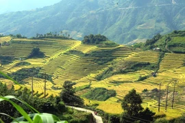 Sắc vàng rực rỡ được bao phủ hút tầm mắt đan xen giữa núi rừng Tây Bắc báo hiệu một mùa bội thu, mùa ấm no của đồng bào các dân tộc vùng biên cương Tổ quốc. 