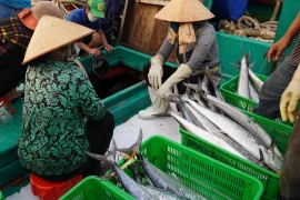 Tàu cá của ngư dân phường 5, thành phố Vũng Tàu, cập cảng Bến Đá chuyến biển cuối năm đầy ắp cá. (Ảnh: Hoàng Nhị/TTXVN).