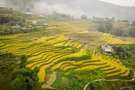 Cuối tháng 8, đầu tháng 9 âm lịch cũng là thời đểm tuyệt đẹp để du khách chiêm ngưỡng ruộng bậc thang khi tới vùng cao địa đầu tổ quốc. (Ảnh: Nam Thái/TTXVN) 