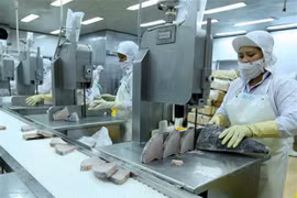 Dây chuyền chế biến cá ngừ đại dương đông lạnh xuất khẩu tại nhà máy của Công ty Cổ phần Thủy sản Bình Định. (Ảnh: Vũ Sinh/TTXVN) 