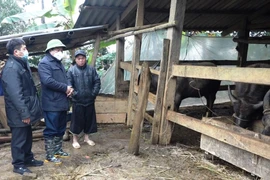 Lãnh đạo huyện Trạm Tấu (Yên Bái) kiểm tra việc phòng chống rét cho gia súc tại xã Bản Công. (Ảnh: Đức Tưởng/TTXVN)
