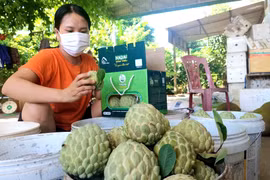 Tiểu thương thu mua na tận vườn. (Ảnh: Thanh Vân/TTXVN) 