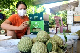 Tiểu thương thu mua na tận vườn. (Ảnh: Thanh Vân/TTXVN) 